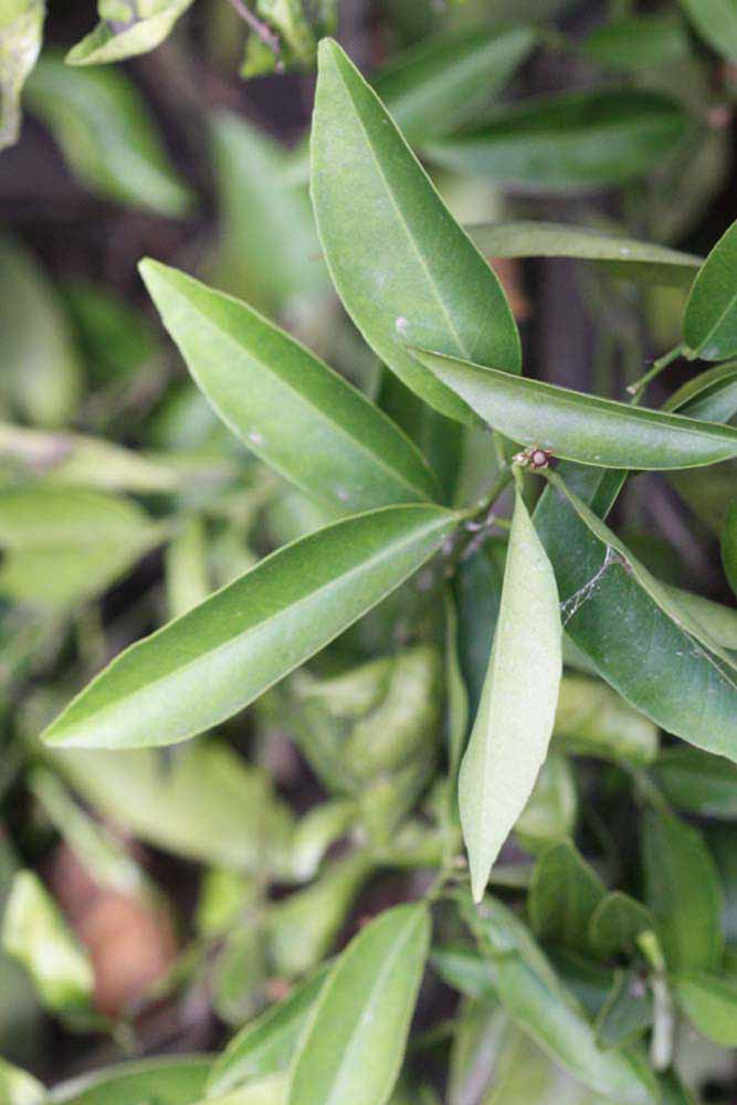              Shade leaves (Riverside, CA)       